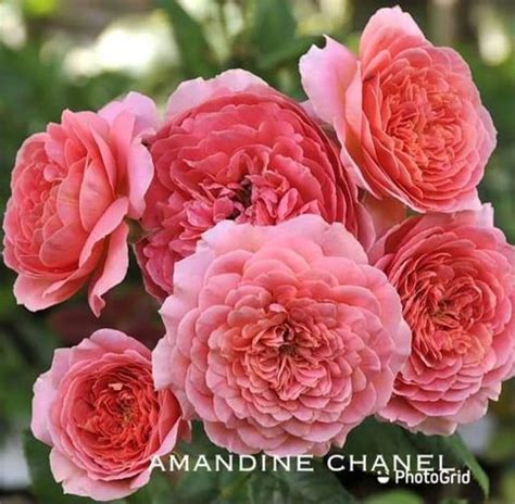 amandine chanel|'Amandine Chanel ®' rose Description .